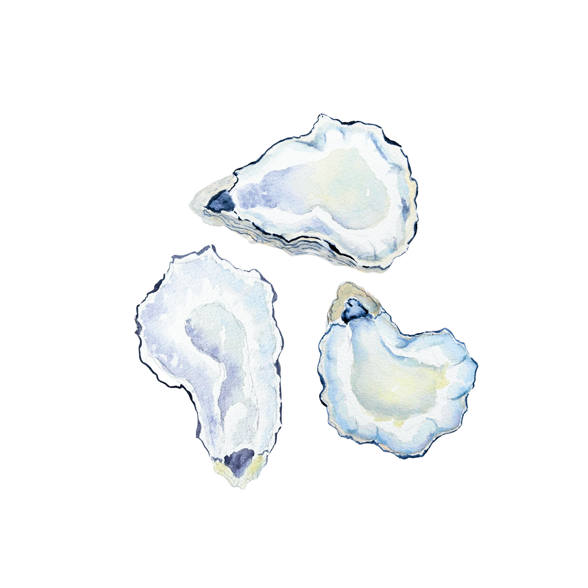 Watercolor Oyster Shell Note Card