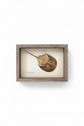 Mary Holden Original Horseshoe Crab Watercolor Painting