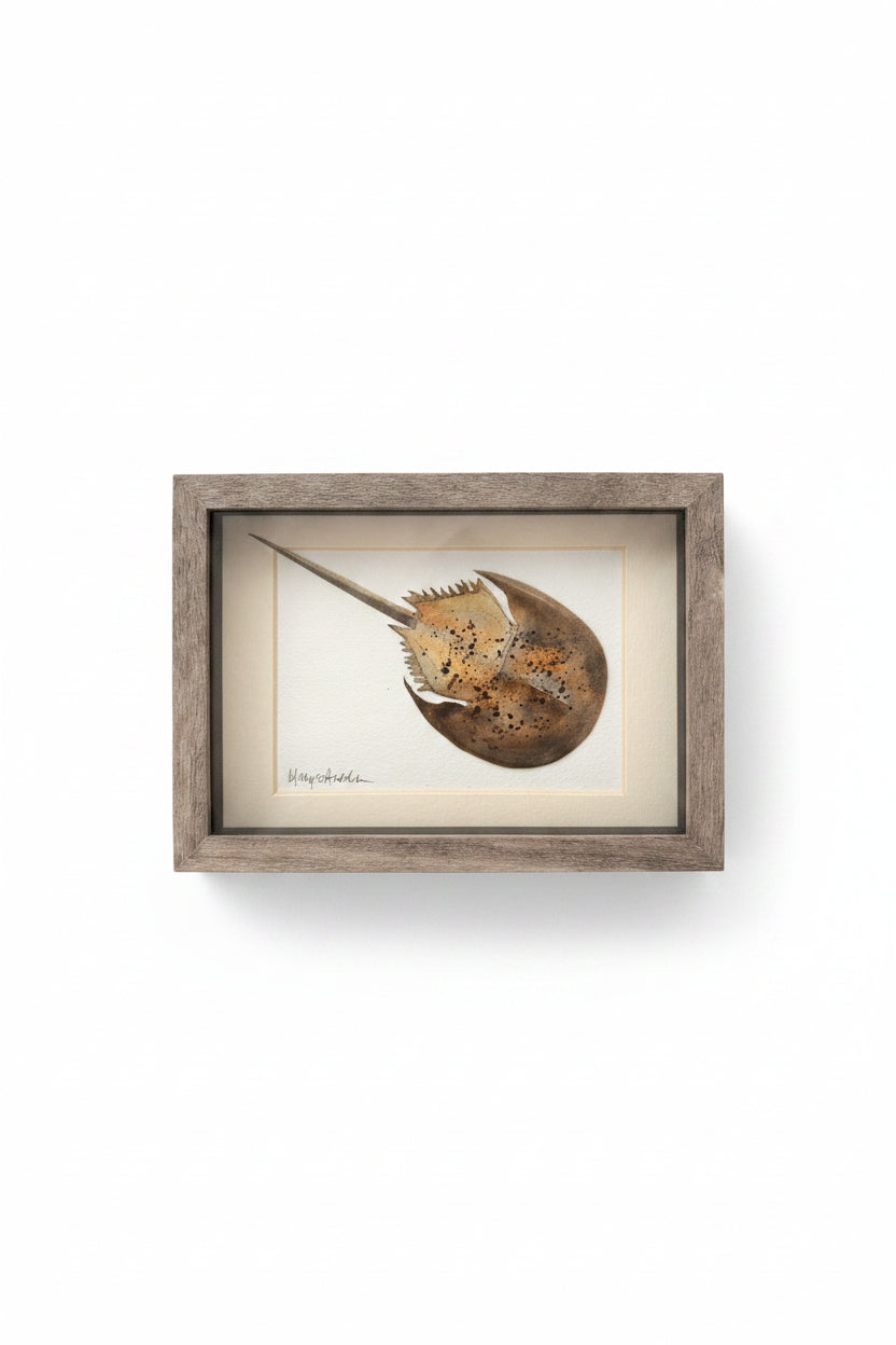 Mary Holden Original Horseshoe Crab Watercolor Painting