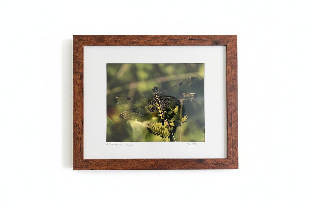 Dragonfly Framed Photographs by Peter Trull