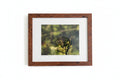 Dragonfly Framed Photographs by Peter Trull