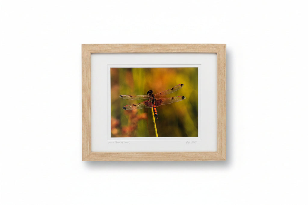 Dragonfly Framed Photographs by Peter Trull